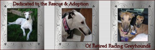 Adopt an ex-racer from GPAGNW