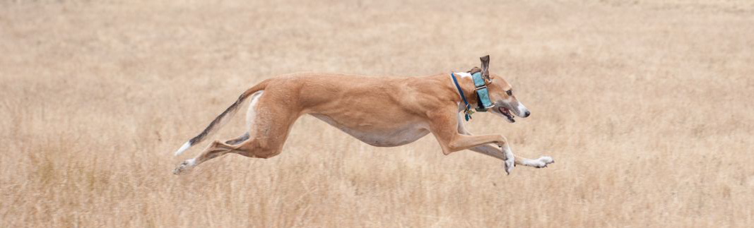 Image of majestic running Greyhound.