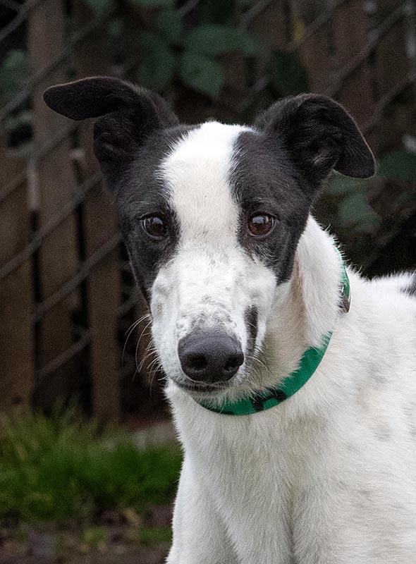 Image of cute greyhound dog, Able-Abe.