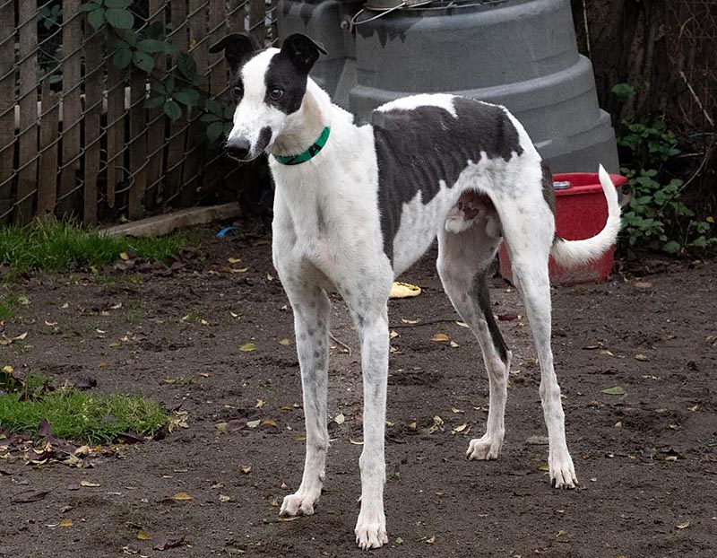 Photo of adorable Greyhound named Able-Abe