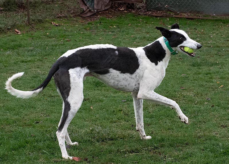 Photo of adorable Greyhound named Able-Abe