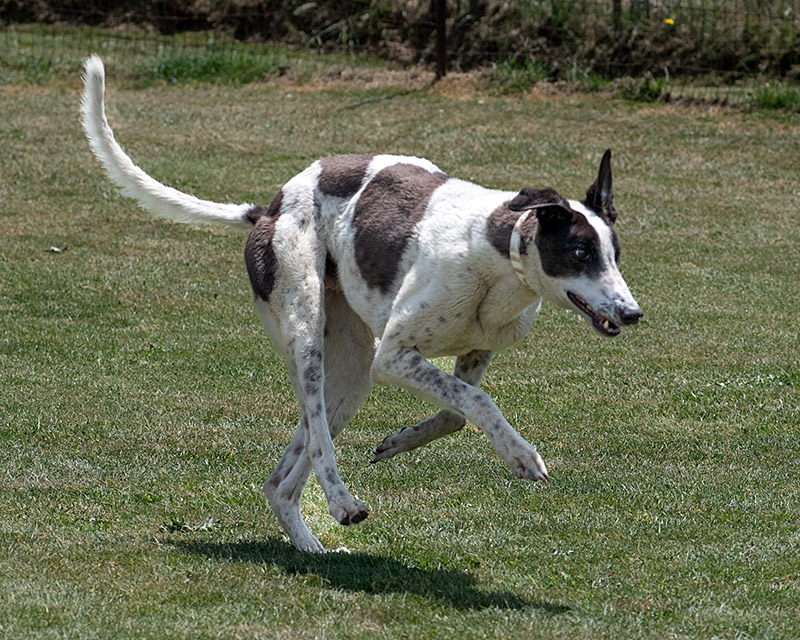 Photo of adorable Greyhound named Beast