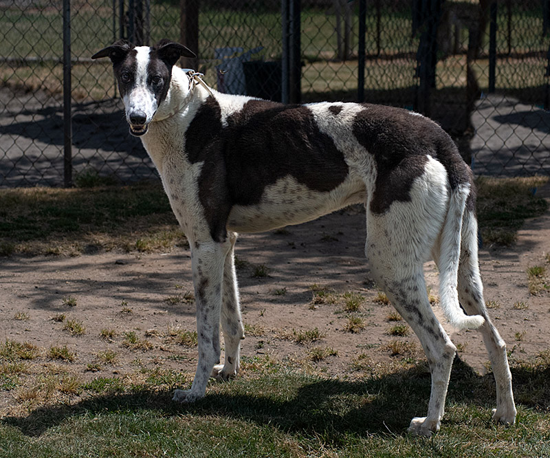 Photo of adorable Greyhound named Beast