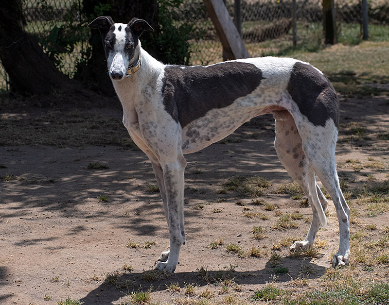 Photo of adorable Greyhound named Bug