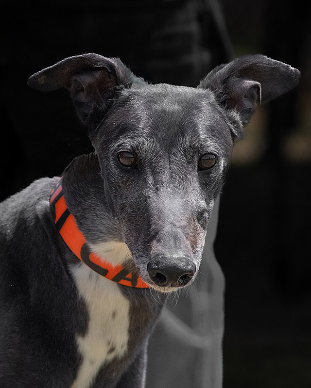 Image of cute greyhound dog, Cat.