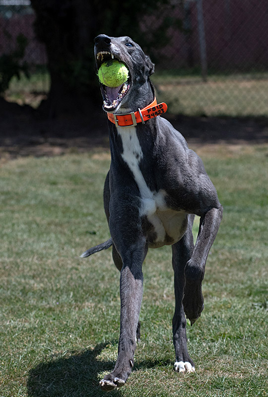 Photo of adorable Greyhound named Cat