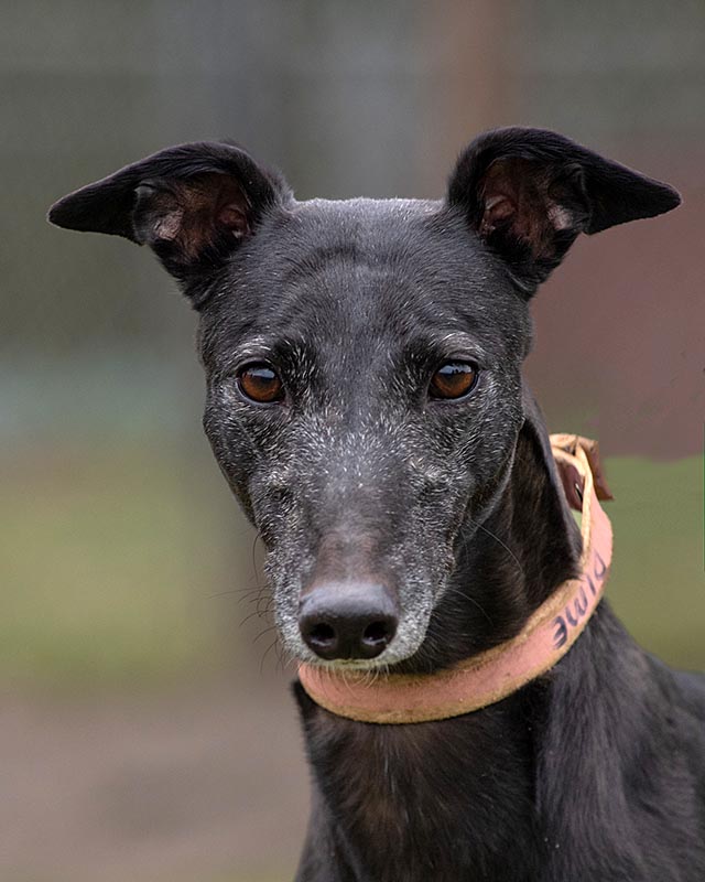 Image of cute greyhound dog, Dime.