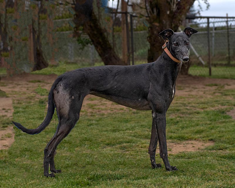 Photo of adorable Greyhound named Dime