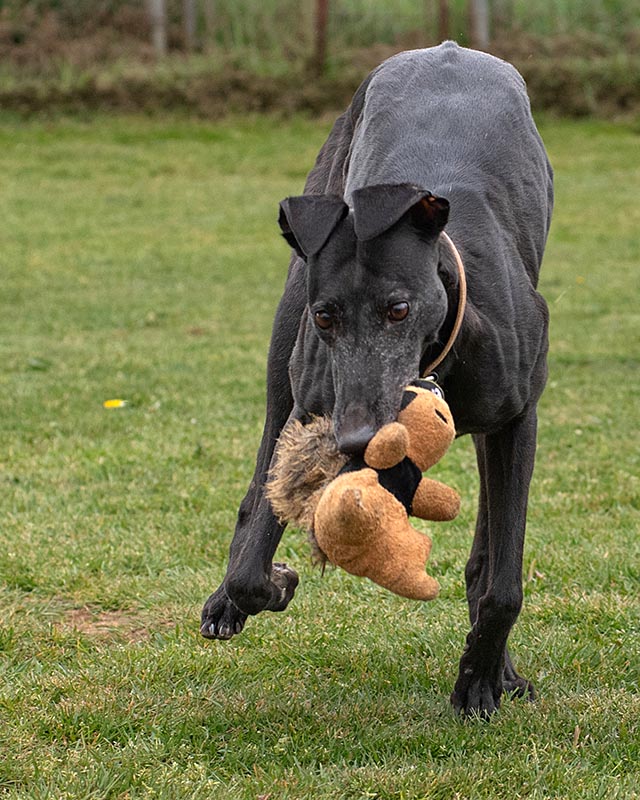 Photo of adorable Greyhound named Dime