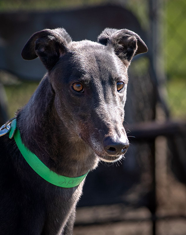 Image of cute greyhound dog, Eddie.