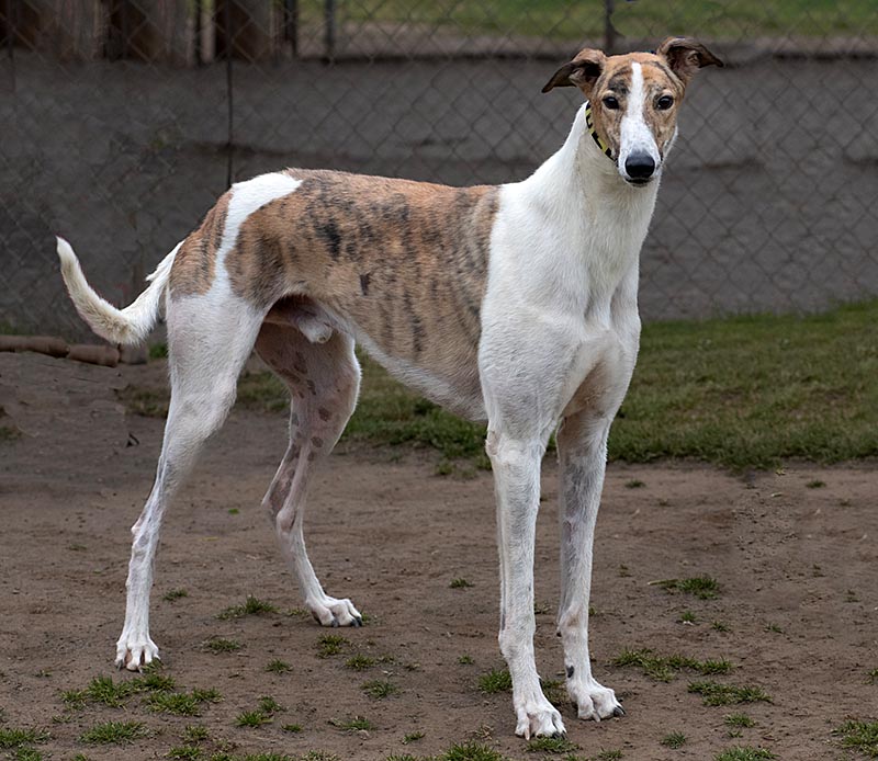 Photo of adorable Greyhound named Favoloso