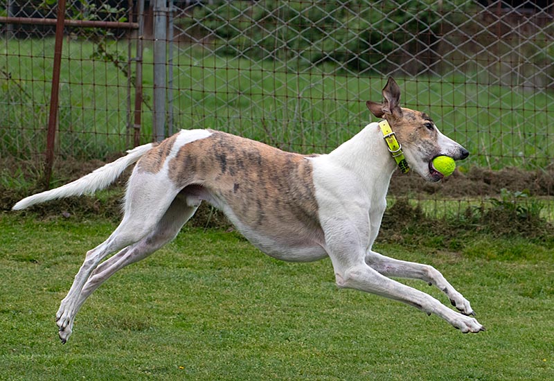 Photo of adorable Greyhound named Favoloso