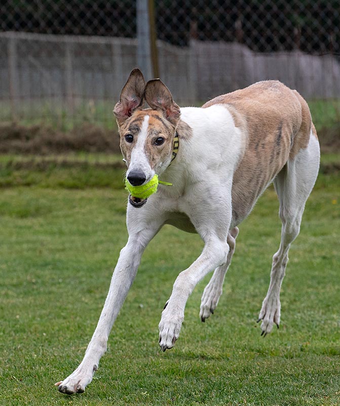 Photo of adorable Greyhound named Favoloso