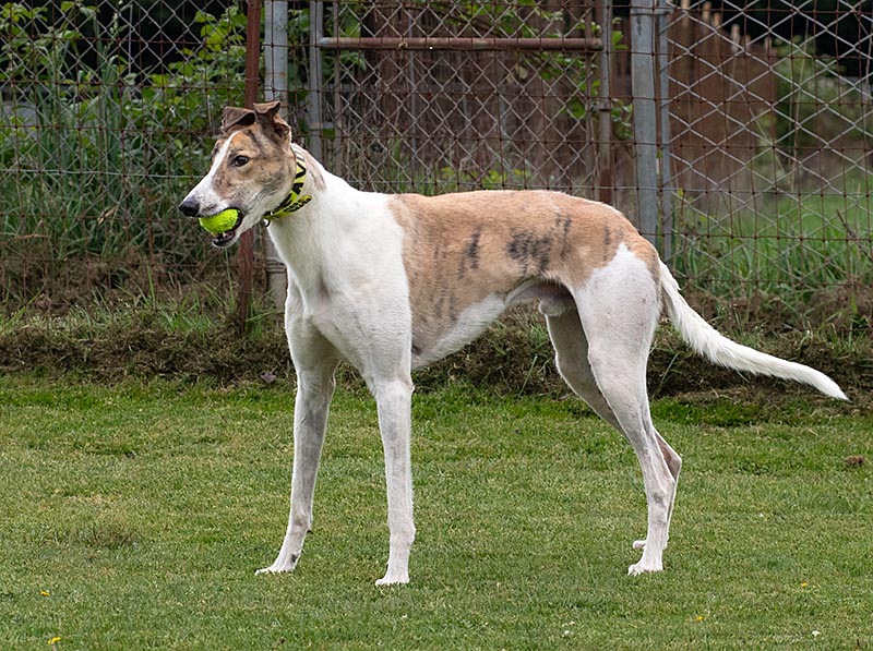 Photo of adorable Greyhound named Favoloso
