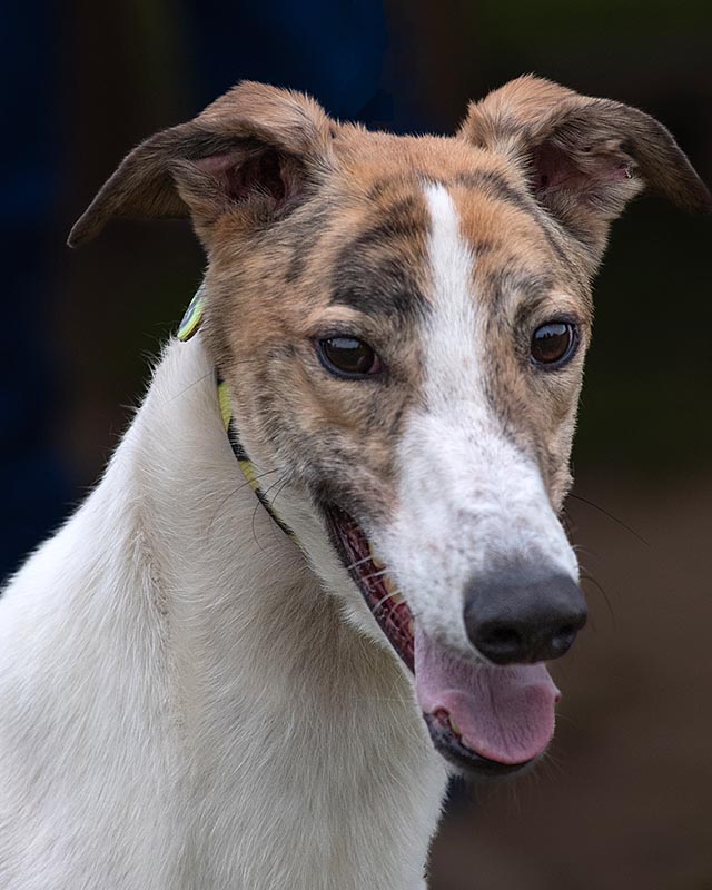 Photo of adorable Greyhound named Favoloso