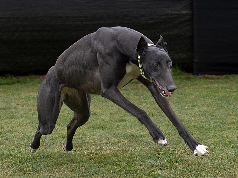 Image of cute greyhound dog, Find.