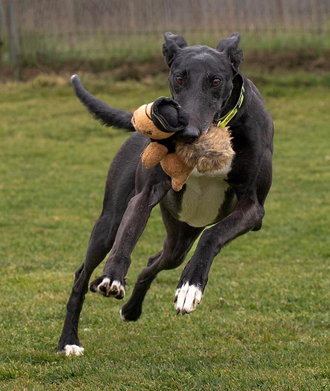 Photo of adorable Greyhound named Find My Feet