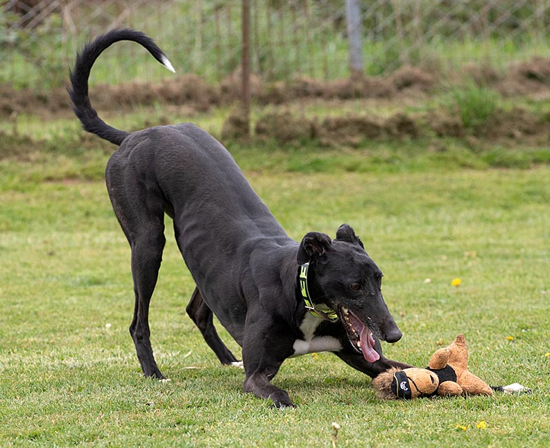 Photo of adorable Greyhound named Find My Feet