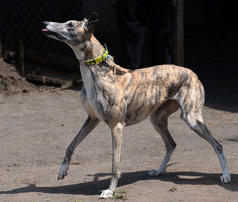 Photo of adorable Greyhound named Freedom