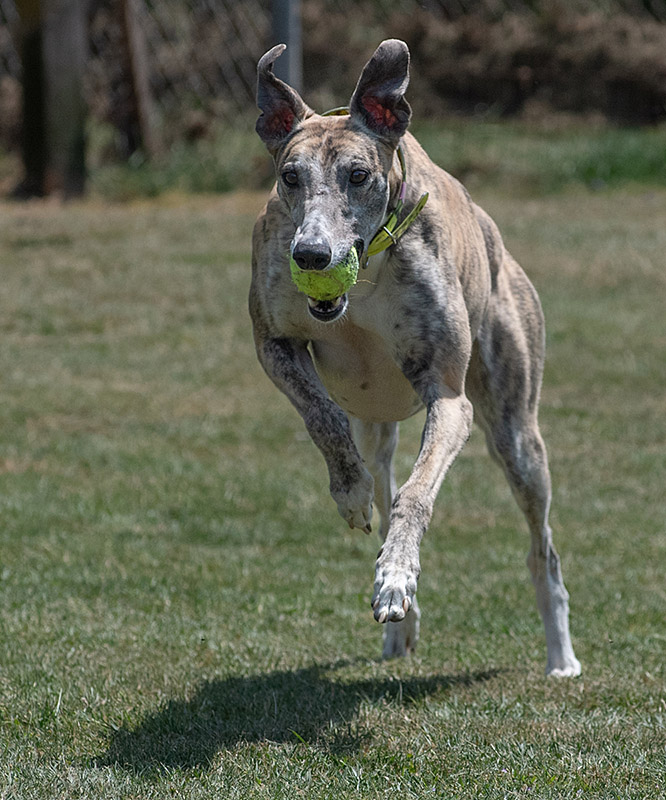 Photo of adorable Greyhound named Freedom