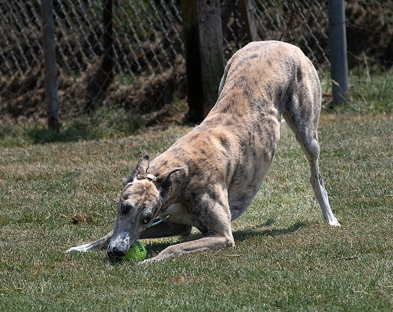 Photo of adorable Greyhound named Freedom