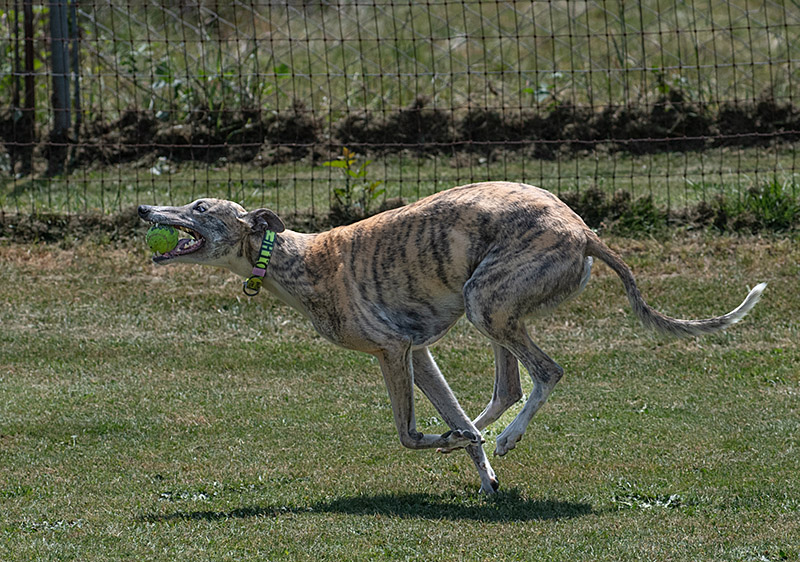 Photo of adorable Greyhound named Freedom