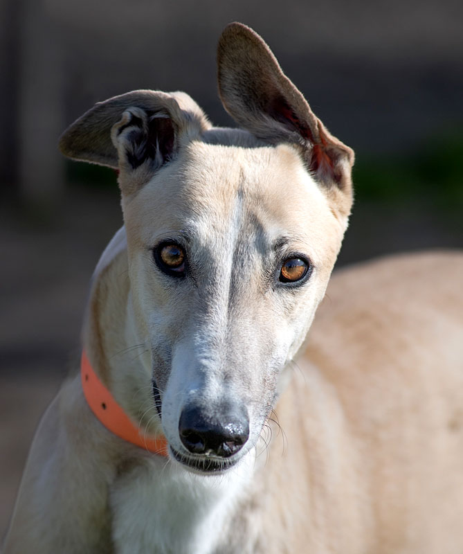 Image of cute greyhound dog, Harry.