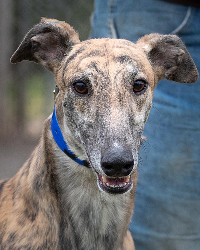 Image of cute greyhound dog, Homer.