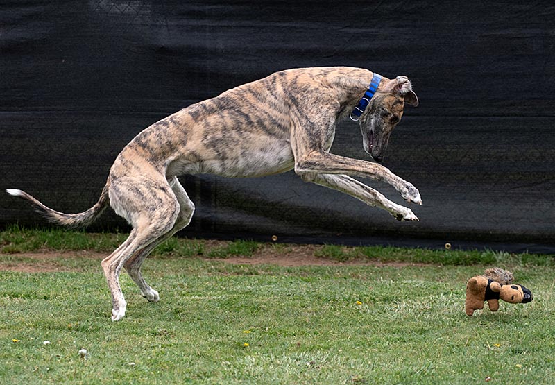 Photo of adorable Greyhound named Homer