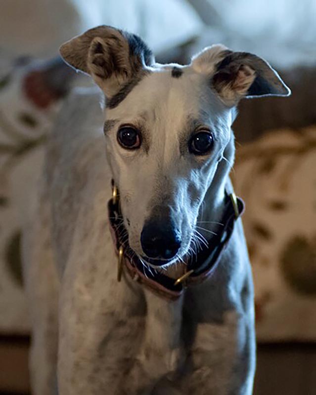 Image of gorgeous greyhound, Karen.