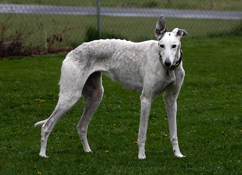 Photo of adorable Greyhound named Karen