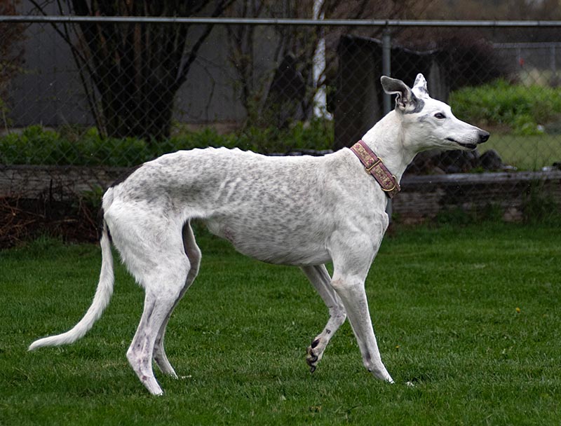Photo of adorable Greyhound named Karen