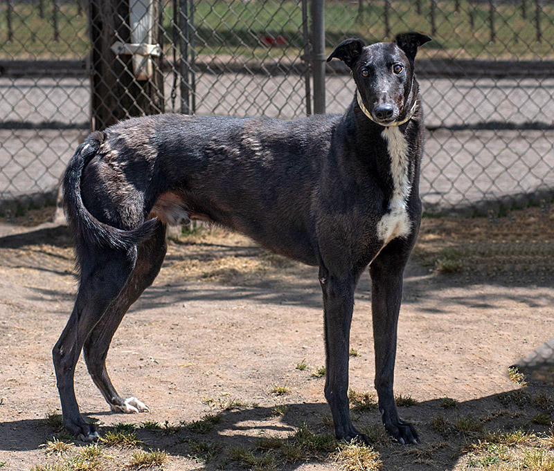 Photo of adorable Greyhound named Favoloso