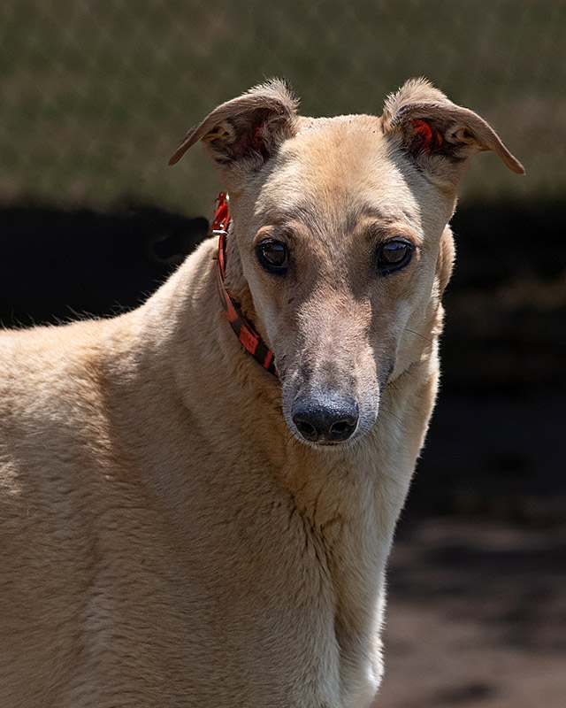 Image of cute greyhound dog, Mine.