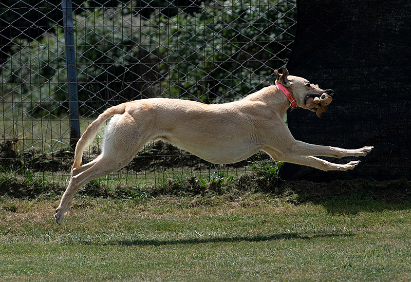 Photo of adorable Greyhound named Mine