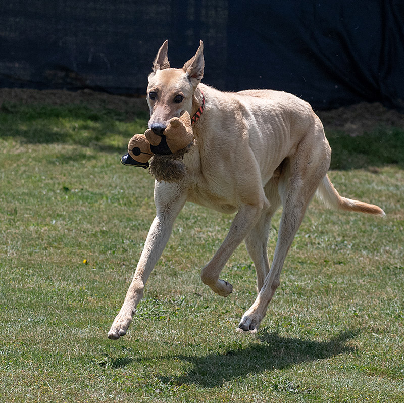 Photo of adorable Greyhound named Mine