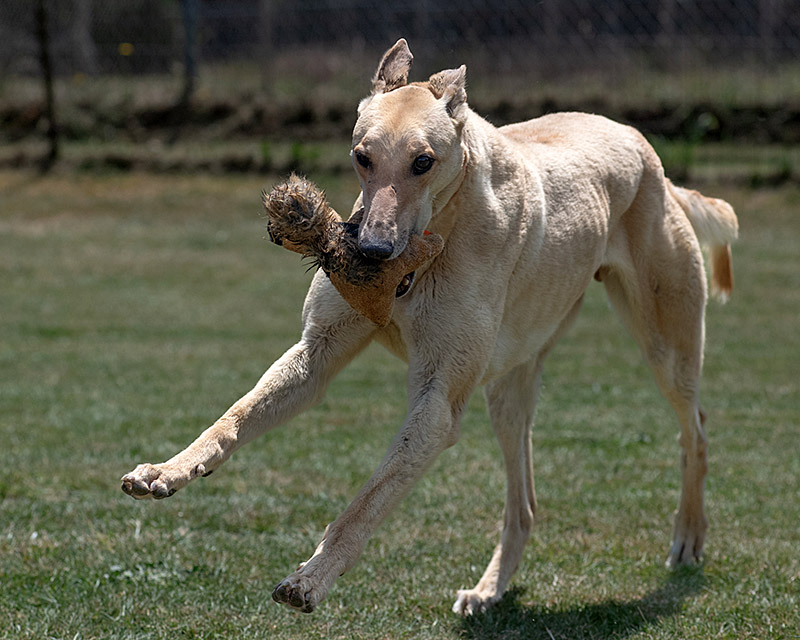 Photo of adorable Greyhound named Mine