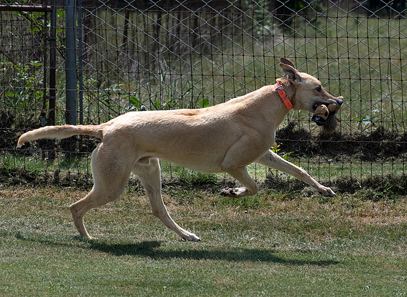 Photo of adorable Greyhound named Mine