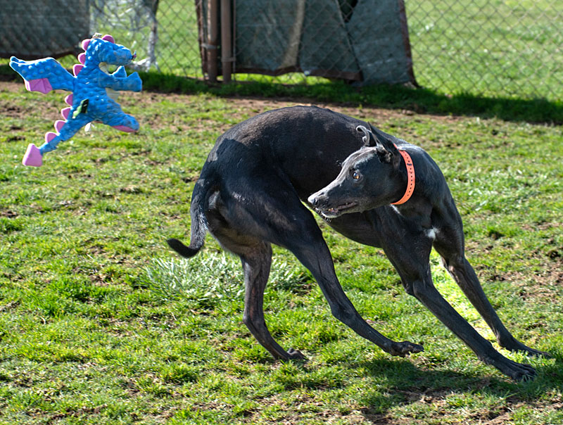 Photo of adorable Greyhound named Pluto