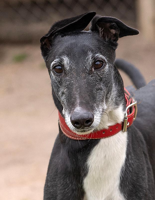 Image of gorgeous greyhound, Reggie.