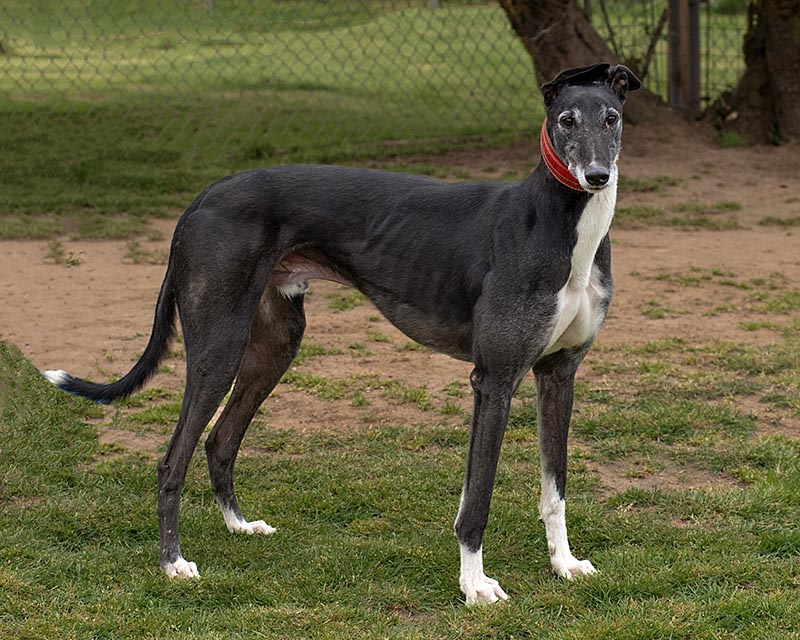 Photo of adorable Greyhound named Sam