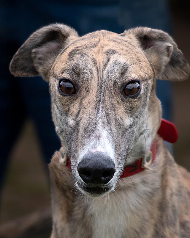 Image of gorgeous greyhound, Reggie.