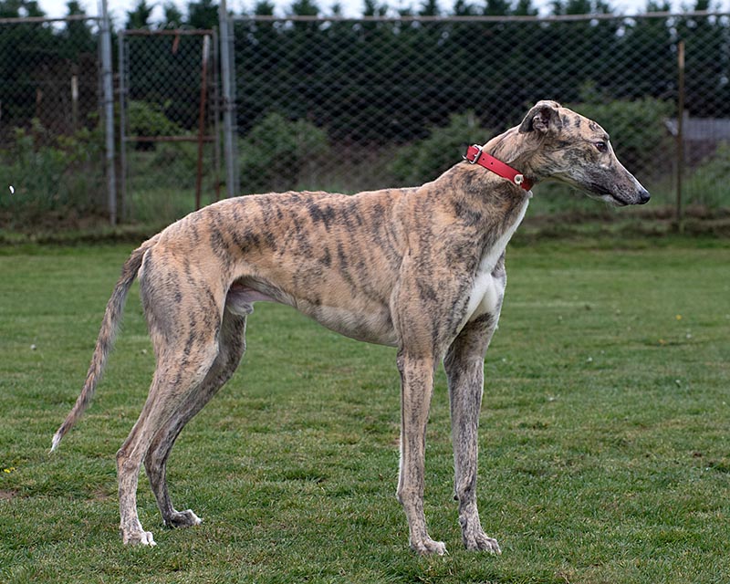 Photo of adorable Greyhound named Sandman
