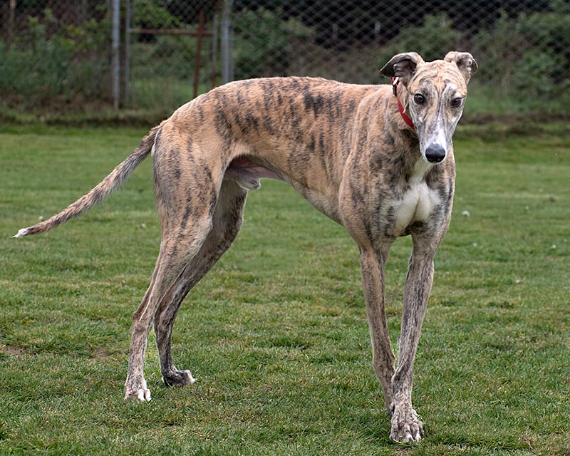 Photo of adorable Greyhound named Sandman