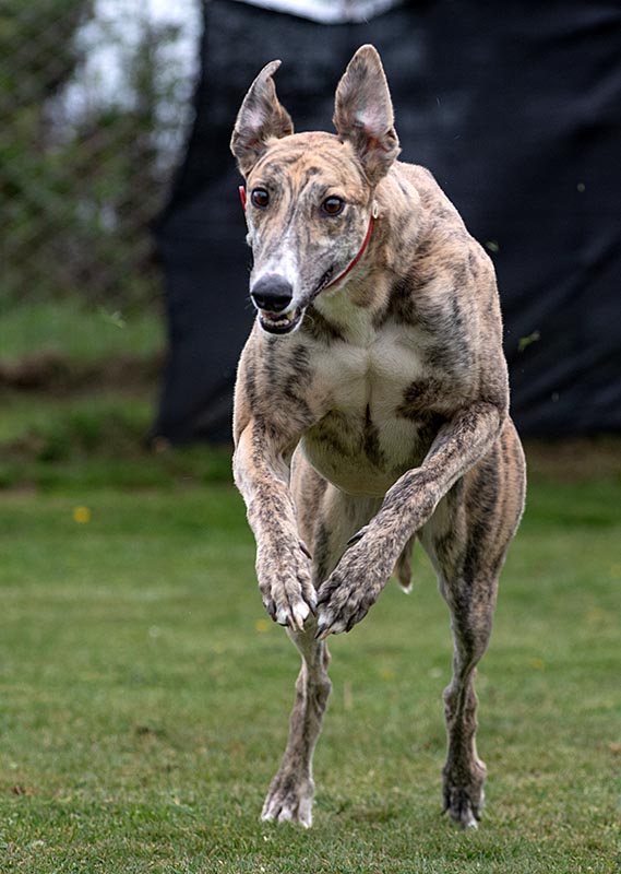 Photo of adorable Greyhound named Sandman