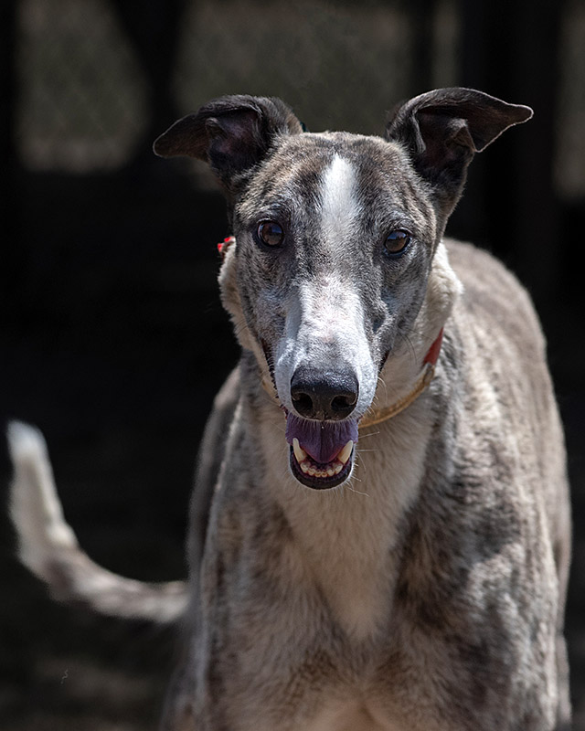 Image of cute greyhound dog, Wine.